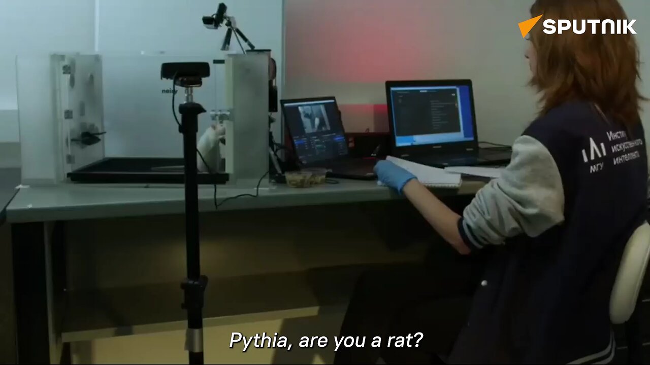 Russian scientists have connected a rat's brain to artificial intelligence