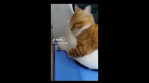 Cat cute love story