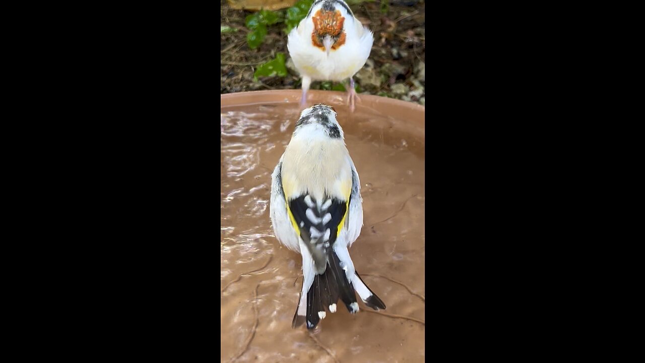 Major Goldfinches Bathing in Bird Bath