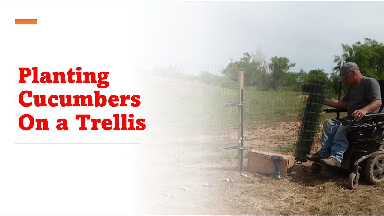 Planting Cucumbers On a Trellis