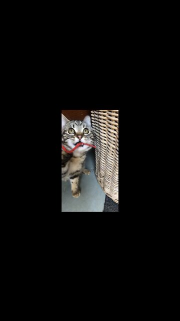 Feral kitten rescued from car engine now playful 💕