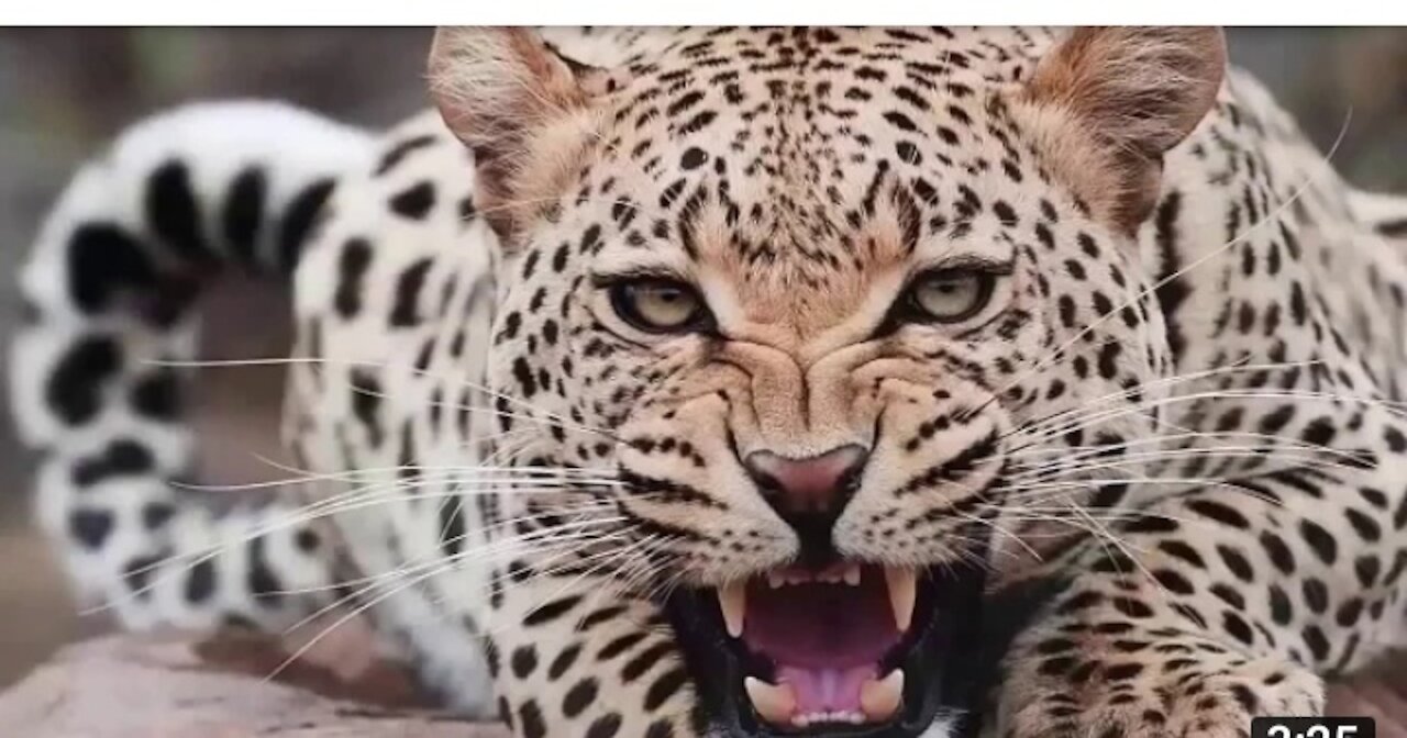 Amazing Amimals Fight