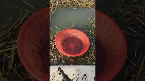 Amazing Fishing Best 🐟 Fishing Video