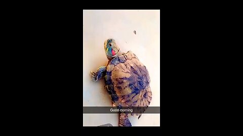 Turtle funday