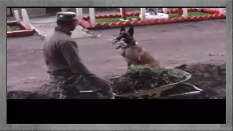 Dog Helping His Owner Pull Wheelbarrow