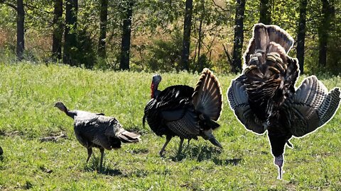 Kansas Limb Hangers - Archery Turkey Hunting