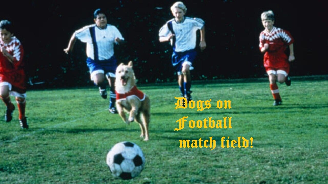 Seven parts that Dogs arrives in the Football live matches!