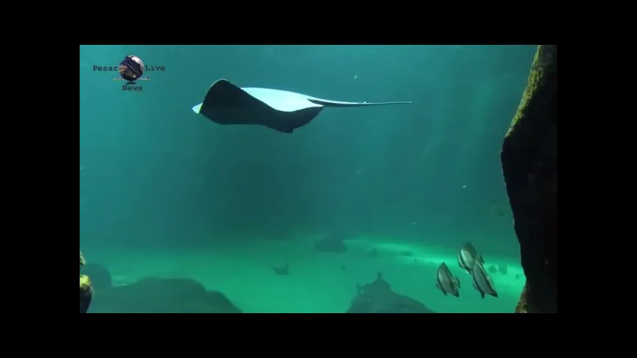 Visita di Nausicàa, il più grande acquario d'Europa situato a Boulogne sur mer (Francia).