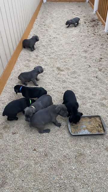 5 Week Old Cane Corso Puppies