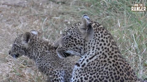 Scotia Female Leopard And Cub, Part 7