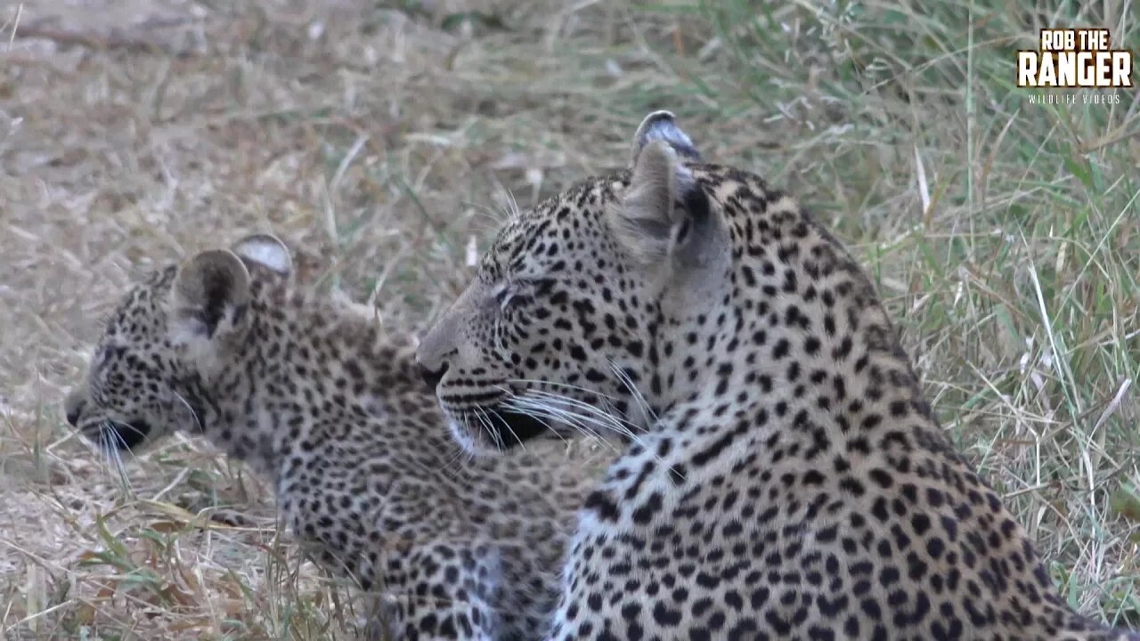 Scotia Female Leopard And Cub, Part 7