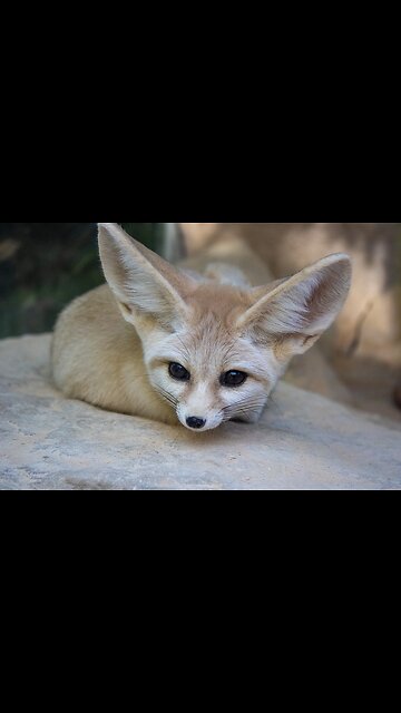"Fennec Fox: The Adorable Desert Survivor with Giant Ears