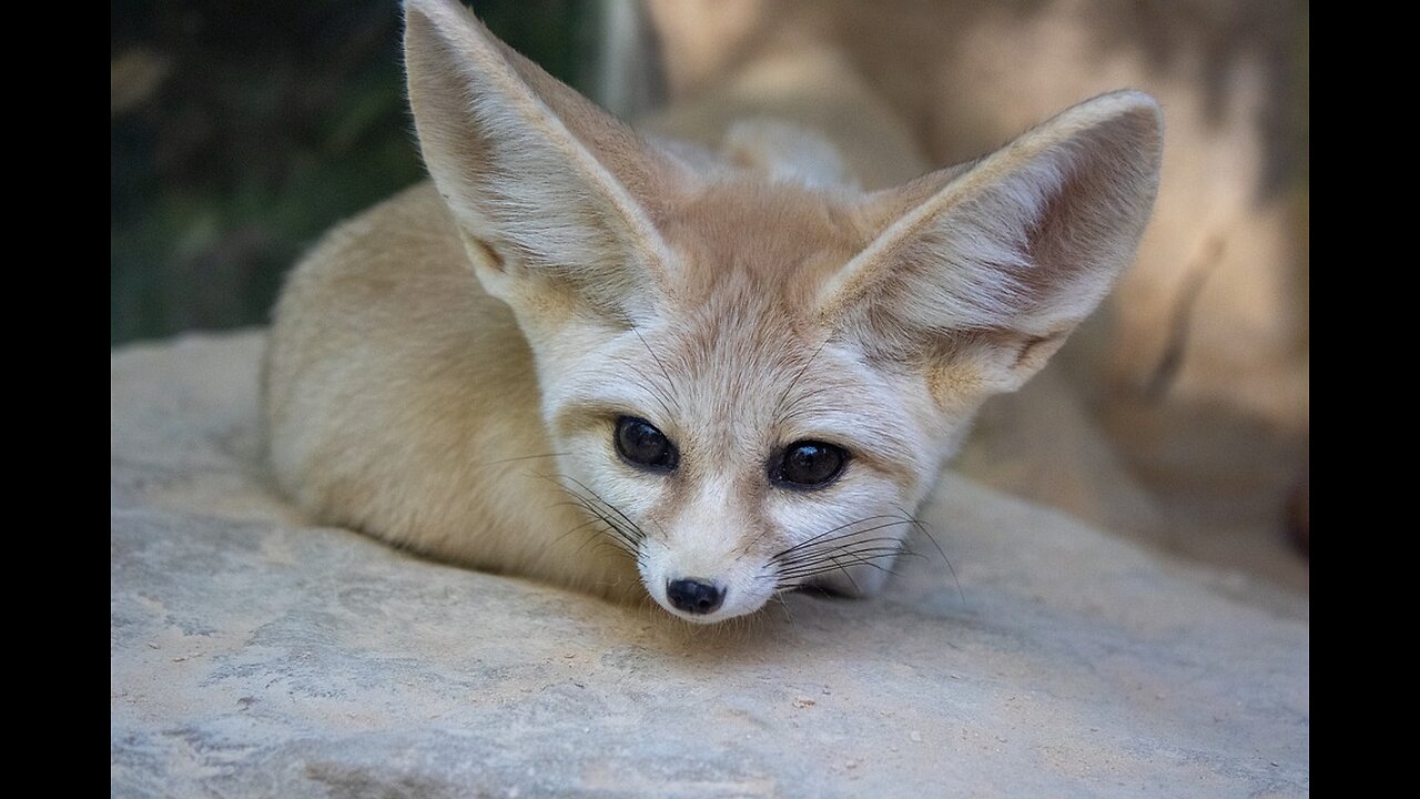 "Fennec Fox: The Adorable Desert Survivor with Giant Ears