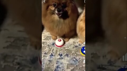 You want a treat-funny animals | #shorts | #viral | #funny