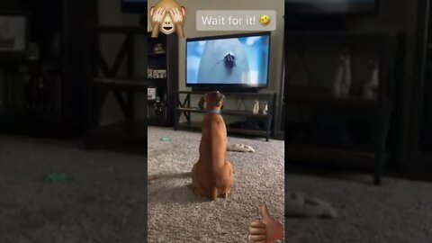 Scary: dog watching Jurassic World #funny #dog #jurrasicworld #entertainment #like #support