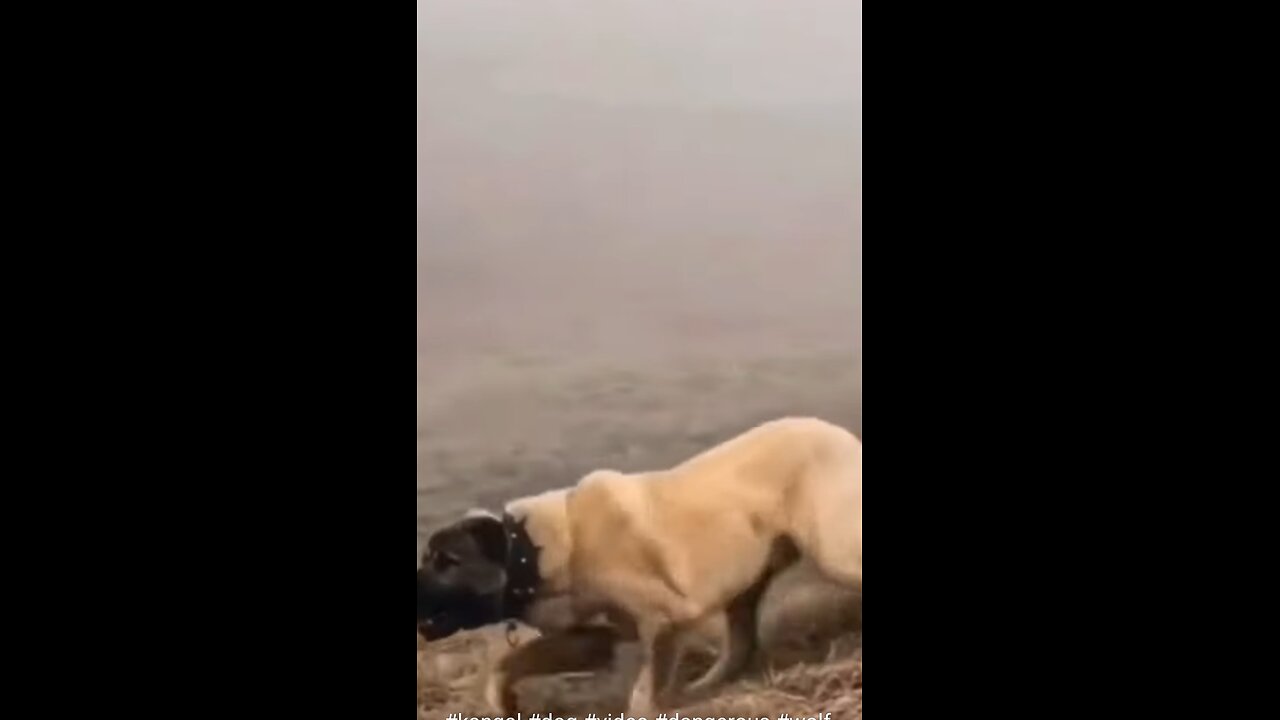 #kangal #dog #video #dangerous #wolf #🔥