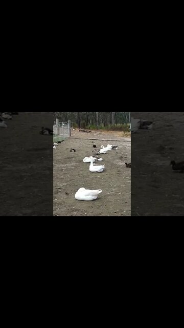 All my Geese in a row