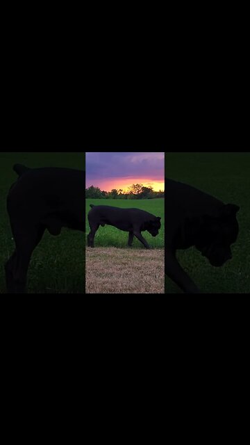 Cane Corso Relaxing Watching Sunset