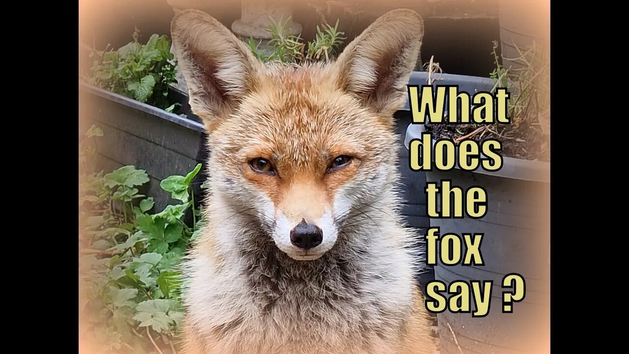 🦊What does Ajax the friendly urban fox say? Singing Fox and her cute baby cubs