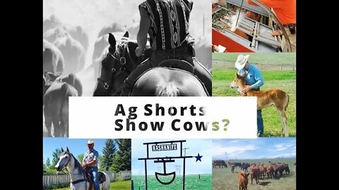 Show Cows - Ag Shorts