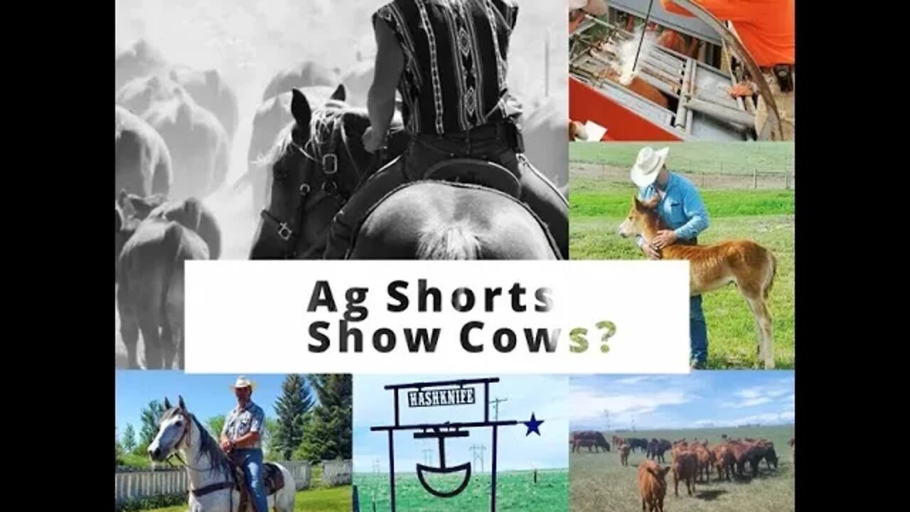 Show Cows - Ag Shorts