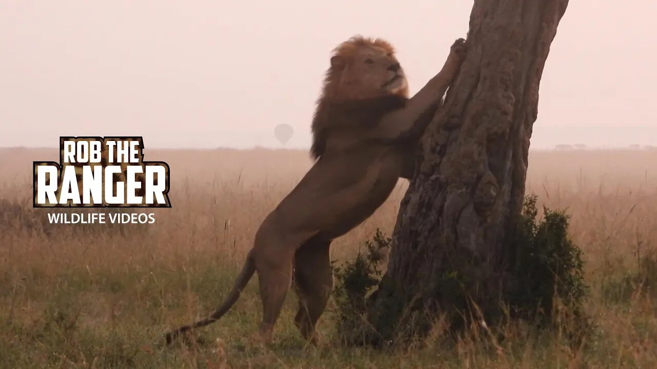 Lions In The Morning Mist | Lalashe Maasai Mara Safari