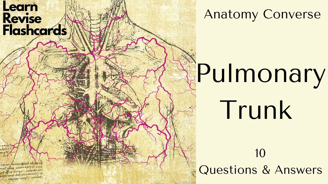 Pulmonary Trunk Anatomy Flashcards | 10 Questions and Answers