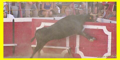 CADREITA ( NAVARRA ) TARDE VACAS EN PLAZA ( DOMINGO 16 JULIO 2023 ) GANAD.PEDRO DOMINGUEZ