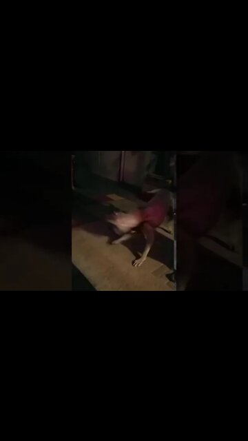 Barking and Spinning Chasing the Laser Light Dizzy Dog Lord Belvedere