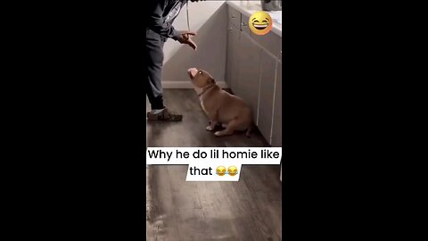 lmao 🤣 funny as hell