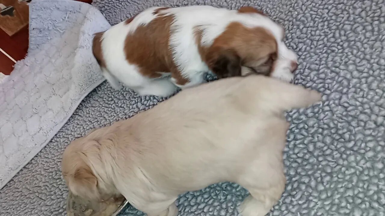 K Litter - Growing Up