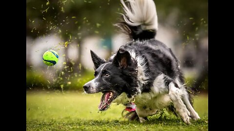 DOG'S SPORTS; Best dogs to have .......