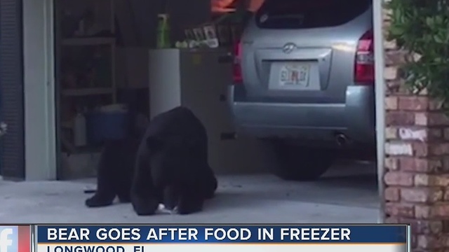 Bear with sweet tooth raids freezer