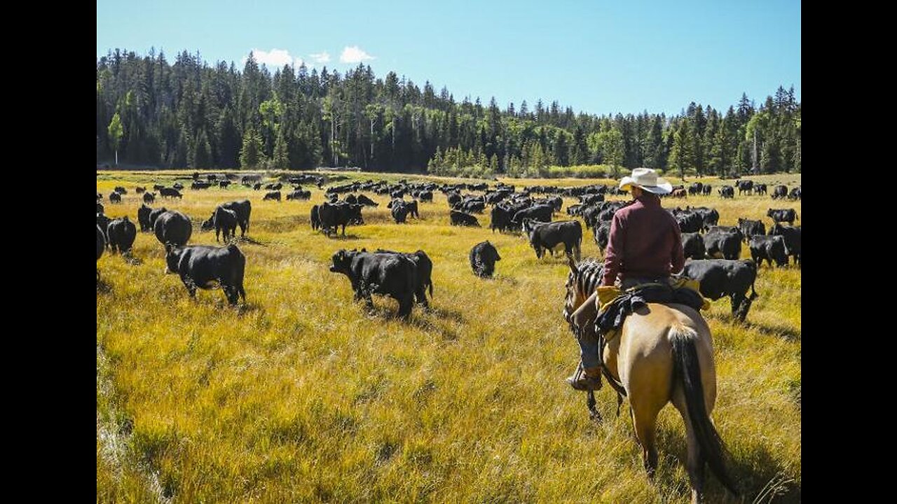 How 30.1 million beef cattle are raised in America - American Cattle Farm