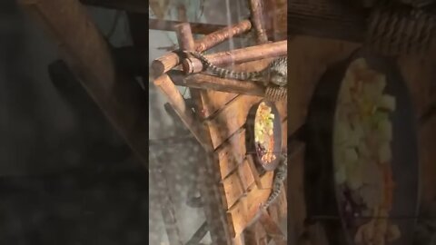 코먼마모셋 귀여운동물 어린이대공원