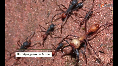 INSECTOS EN LA JUNGLA - Costa Rica / Naturalia