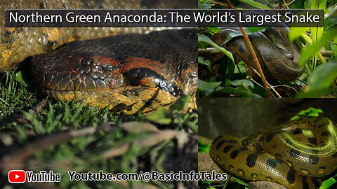 Unveiling the Northern Green Anaconda: The World’s Largest Snake