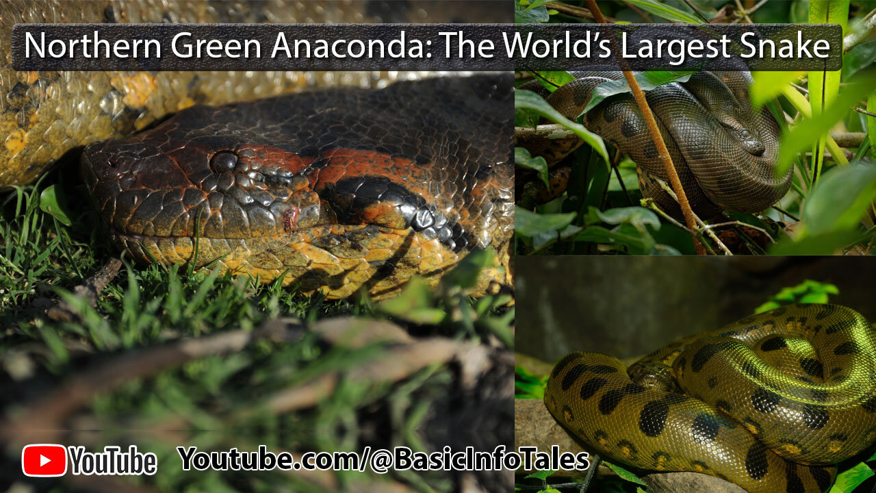 Unveiling the Northern Green Anaconda: The World’s Largest Snake