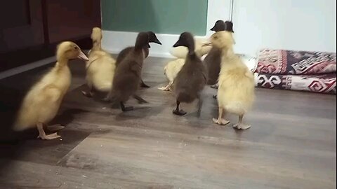 Indian Runner Ducklings