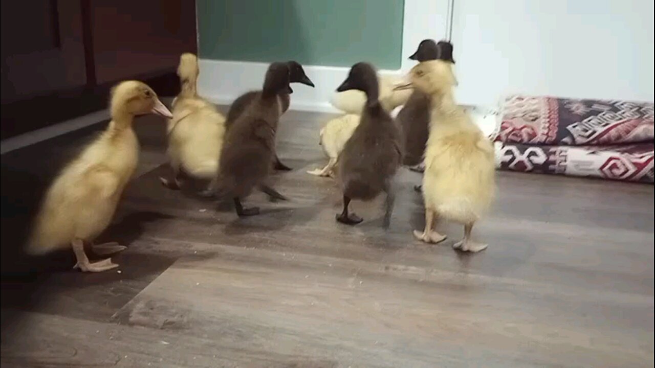 Indian Runner Ducklings