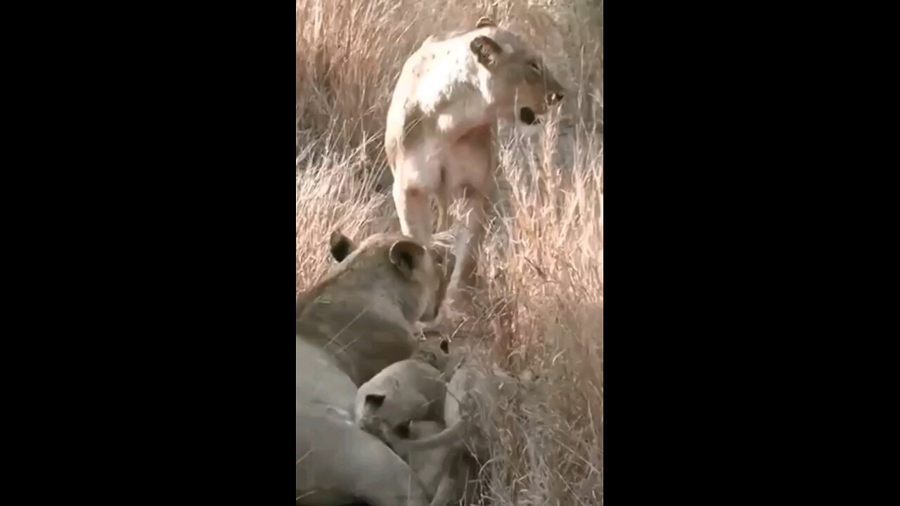 Hungry Lion Cubs Following Mom