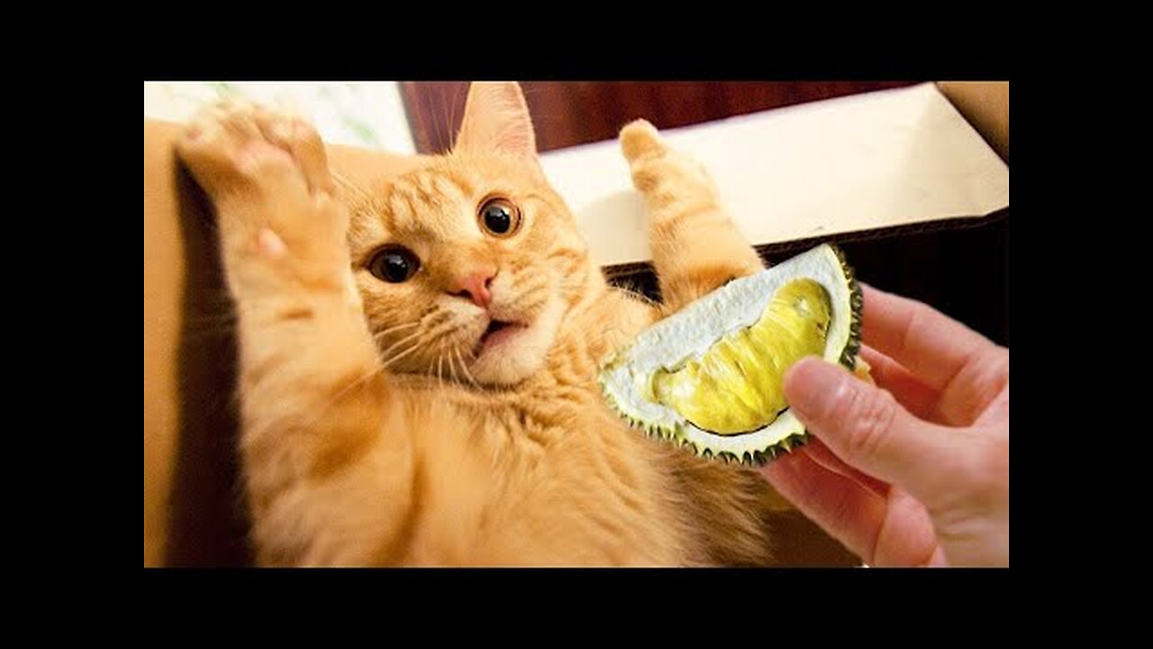 Best Funny Animal Videos Of The 2023 🤣 - Funniest Cats And Dogs Videos 😺😍😂🐶 Funny cat & dog videos 😍