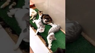 #15 CATS=SEE WHAT HAPPENS DURING THE VIDEO SUBSCRIBE HELP ME POST MORE VIDEOS=Léo Sócrates