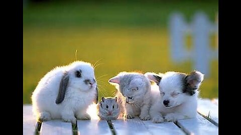 Cute Baby Animals You Should See😍