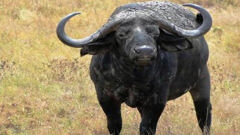 Angry Buffalo