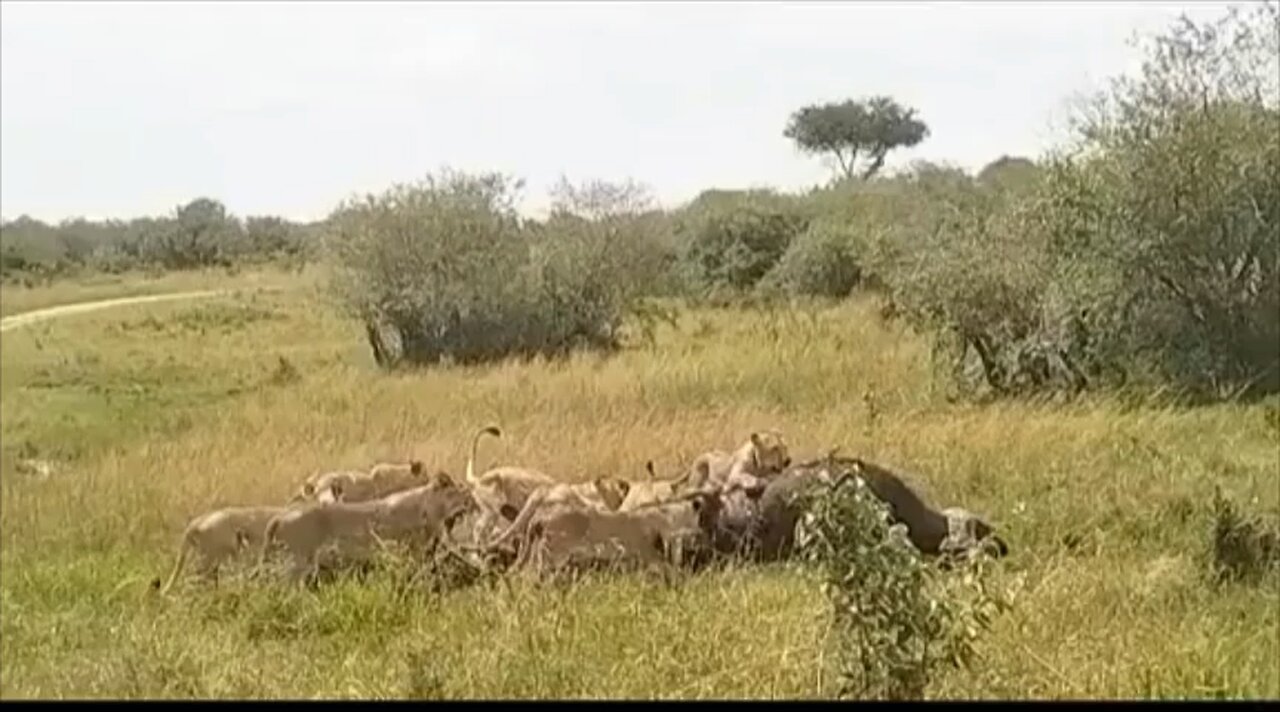 Lions vs buffalo#wildlifemagictv#wildlife #nature#animals#hyenas#buffalo#lion