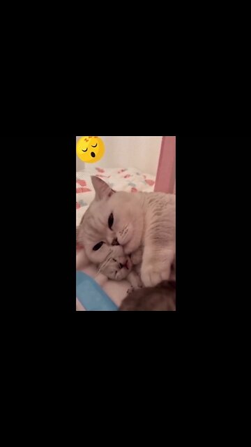 Cutest Cats 😍💖 | Lovely Pets & Kittens | ❤ Love For Animals 😻