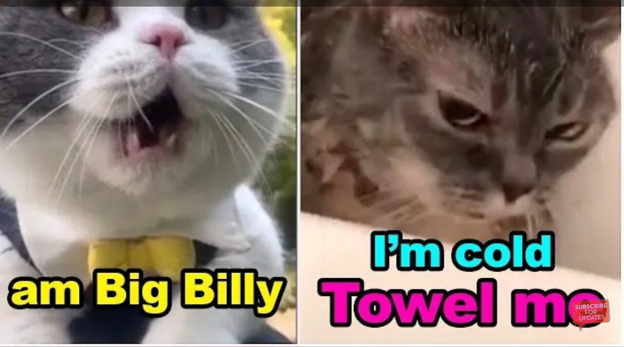 Cats talking !! these cats can speak english better than hooman