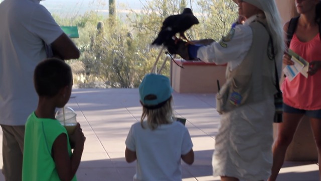 Visit Cool Summer Nights at the Desert Museum