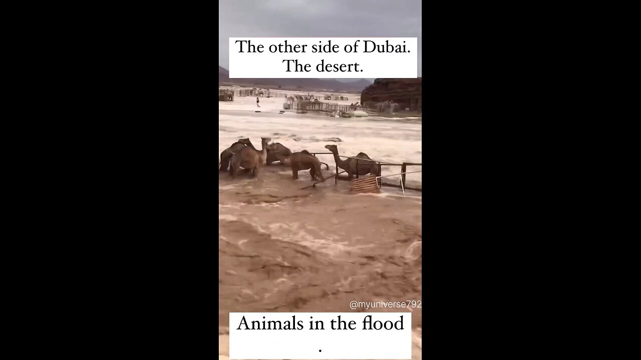 Dubai Storm